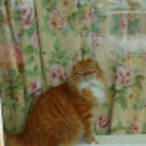 Meet your Posher, Tracy